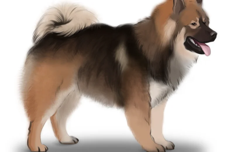 Eurasier