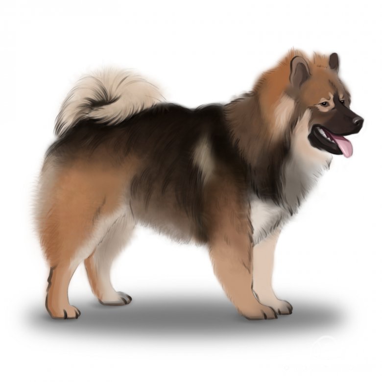 Eurasier