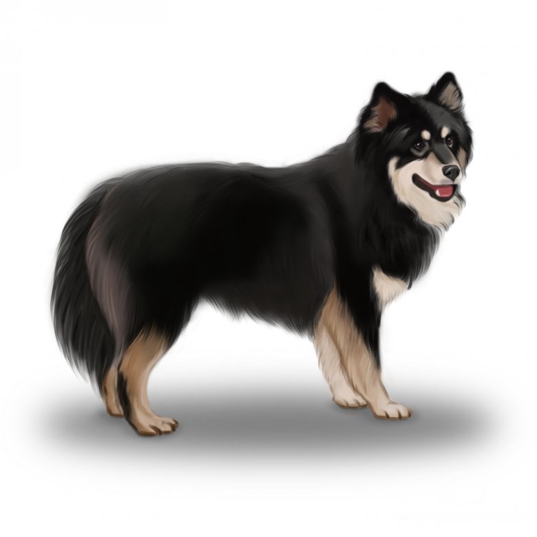 Finnish Lapphund