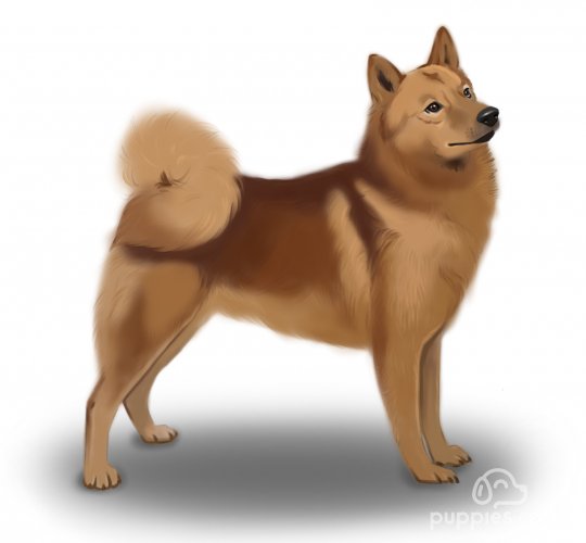 Finnish Spitz