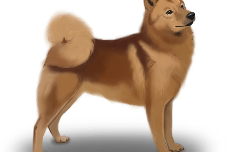 Finnish Spitz