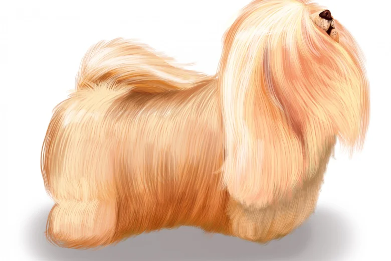 Havanese