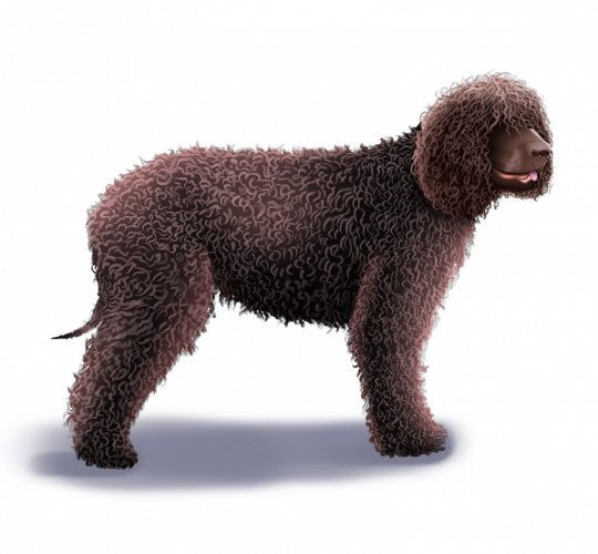 Irish Water Spaniel