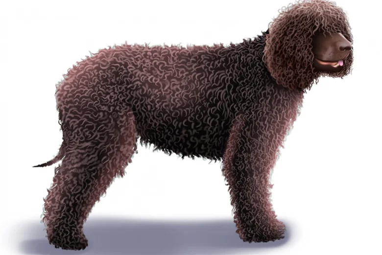Irish Water Spaniel