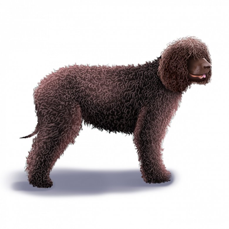 Irish Water Spaniel