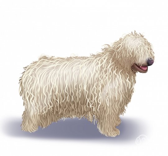 Komondor