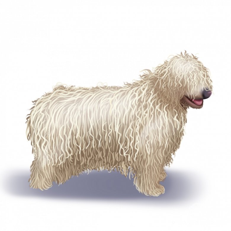 Komondor