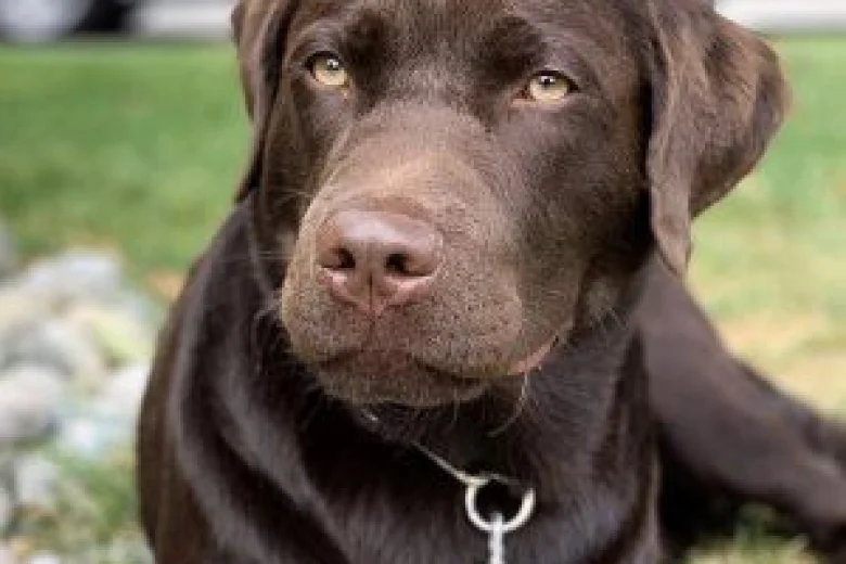 Labrador Retriever