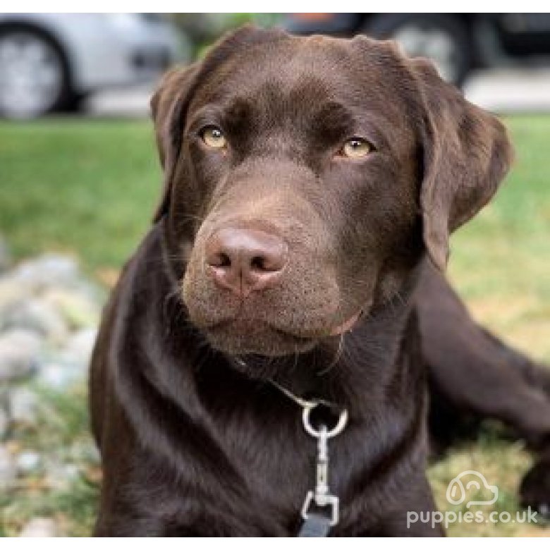 Labrador Retriever