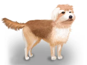 Morkie