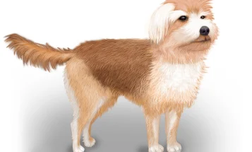 Morkie