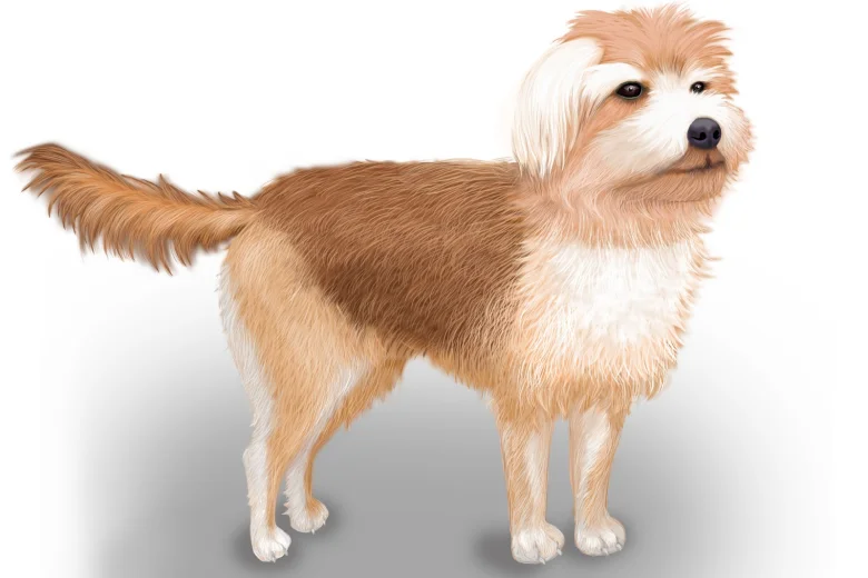 Morkie