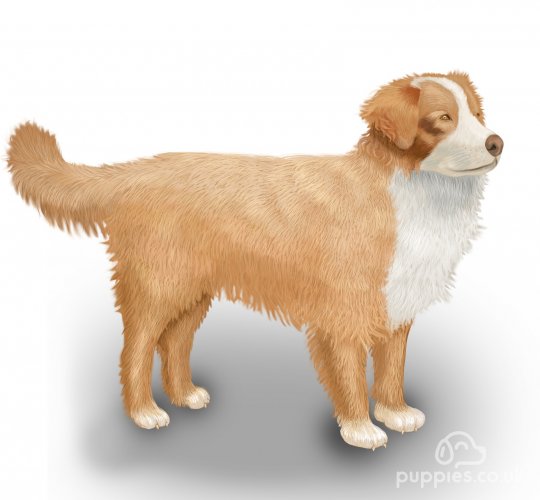 Nova Scotia Duck Tolling Retriever