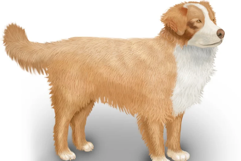 Nova Scotia Duck Tolling Retriever