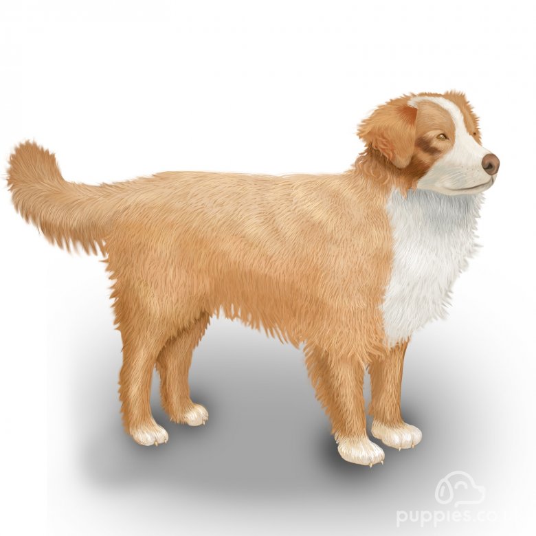 Nova Scotia Duck Tolling Retriever