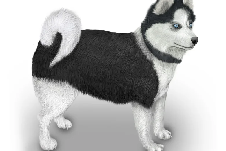 Pomsky