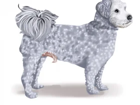 Poochon