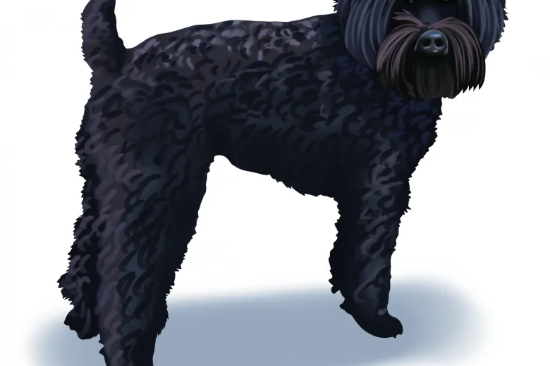 Schnoodle