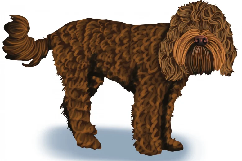Sproodle