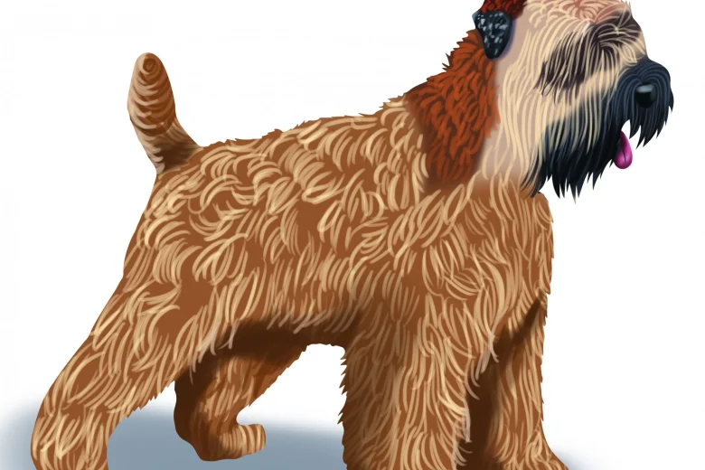 Wheaten Terrier