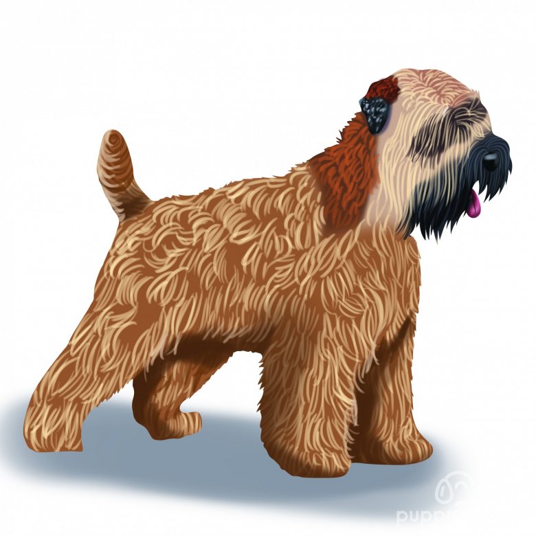 Wheaten Terrier