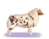 Australian Shepherd Dog