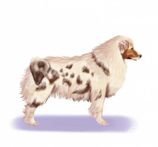 Australian Shepherd Dog