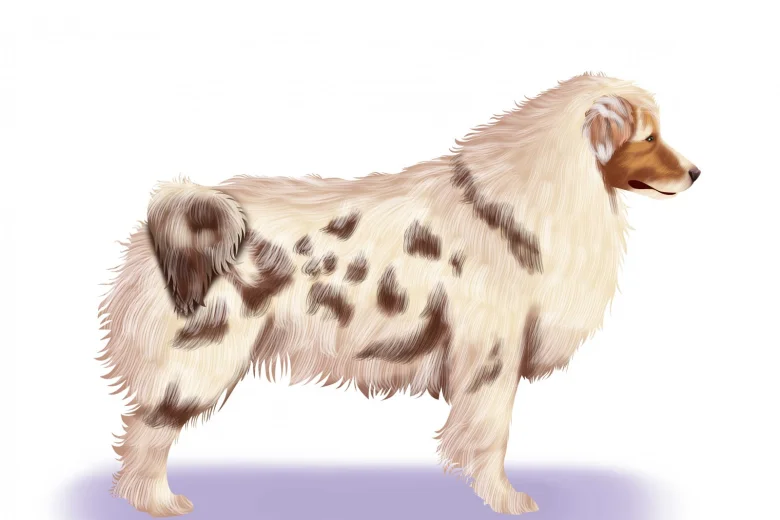 Australian Shepherd Dog