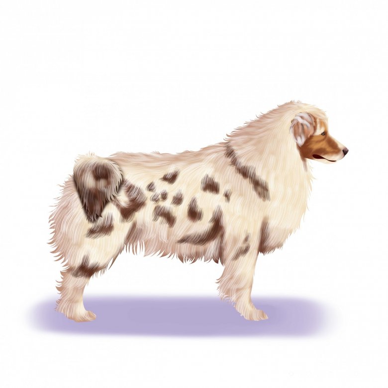 Australian Shepherd Dog