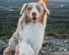 Australian Shepherd Dog