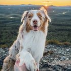 Australian Shepherd Dog