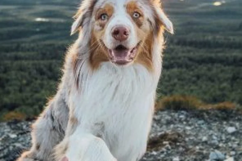 Australian Shepherd Dog