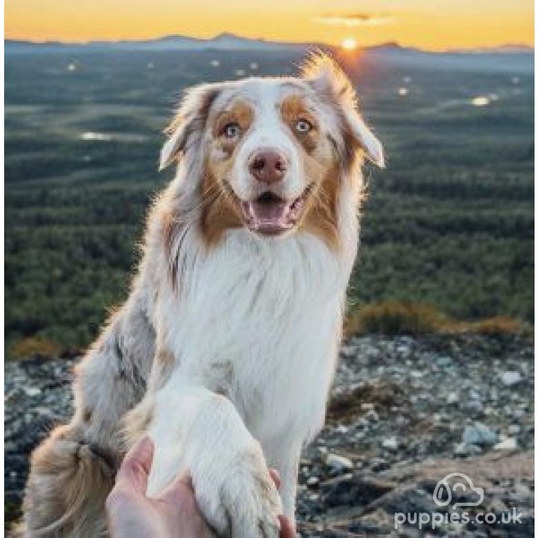 Australian Shepherd Dog