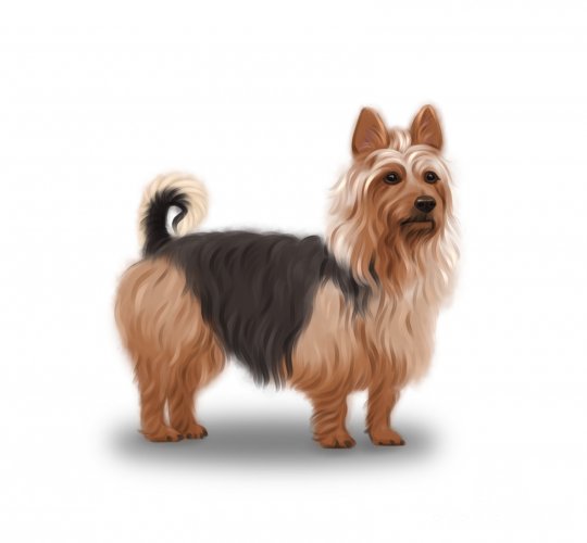 Australian Terrier