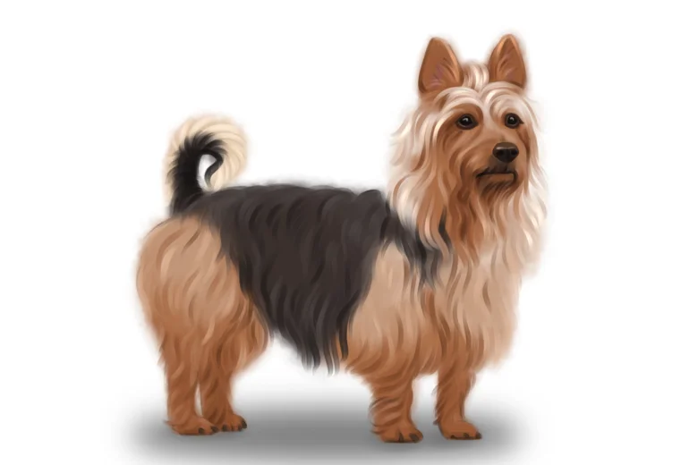 Australian Terrier