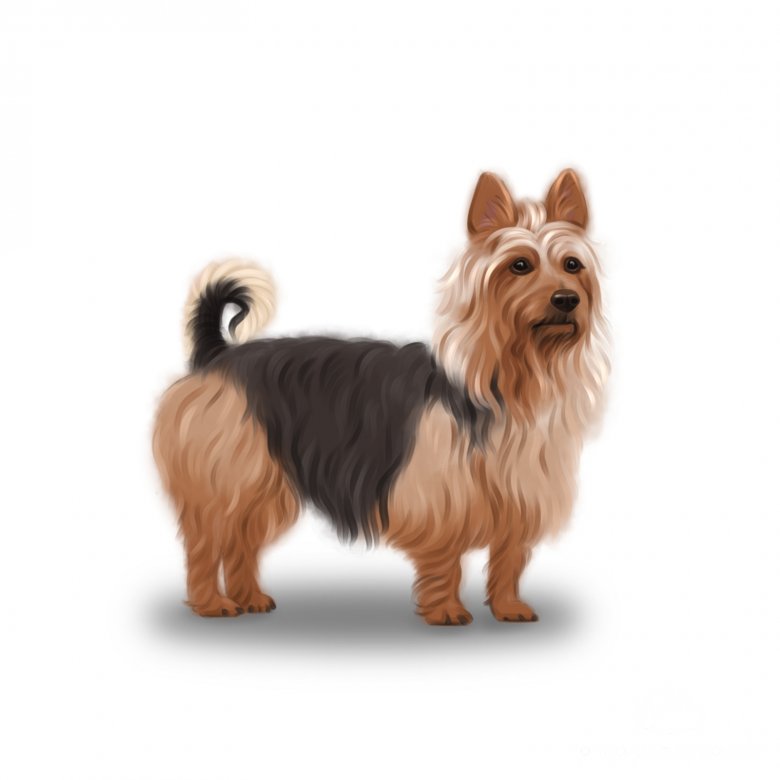 Australian Terrier