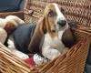 Basset Hound