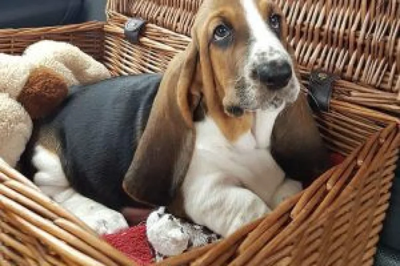 Basset Hound