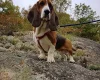 Basset Hound