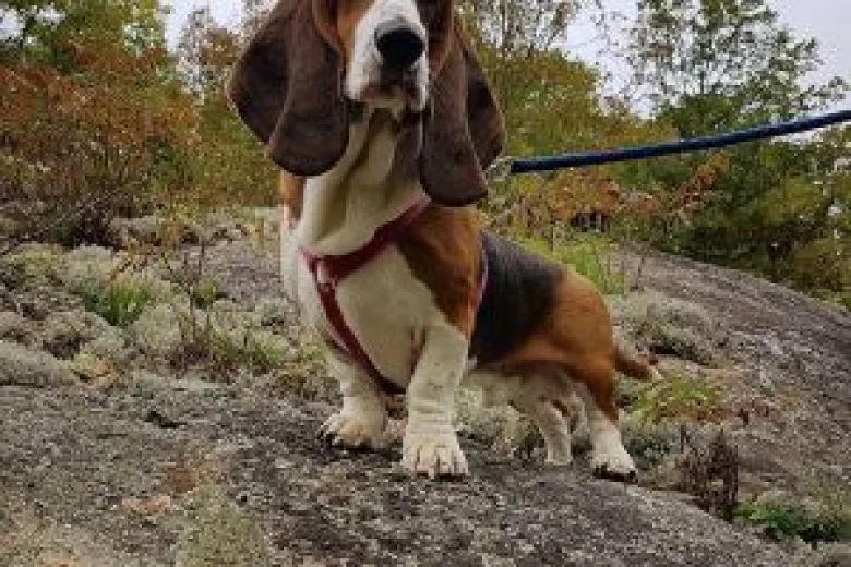 Basset Hound