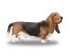 Basset Hound
