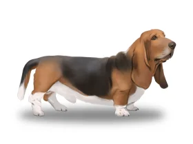Basset Hound - Bitches