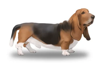 Basset Hound - Bitches