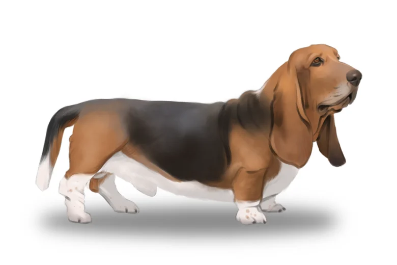 Basset Hound