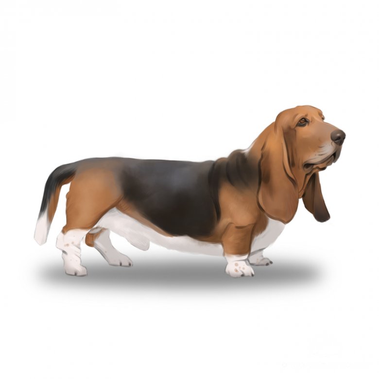 Basset Hound