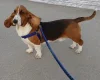 Basset Hound