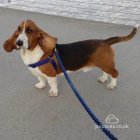 Basset Hound