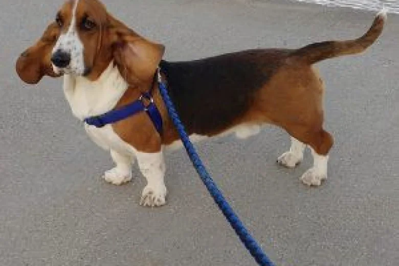 Basset Hound