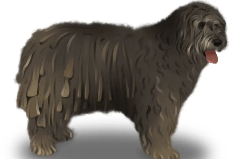Bergamasco