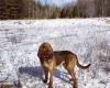 Bloodhound